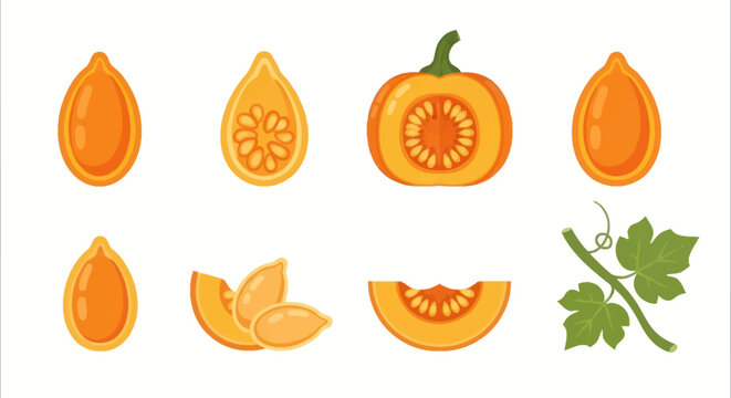 Pumpkin seeds and slices illustration