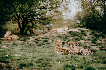 Gruppe von  Geparden (Acinonyx jubatus) in einem Freigehege - ein Gepard im Hintergrund liegt auf einem Hügel © Michael