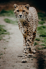 Portrait eines Geparden (Acinonyx jubatus) in einem Freigehege © Michael