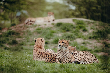Gruppe von  Geparden (Acinonyx jubatus) in einem Freigehege - ein Gepard im Hintergrund liegt auf einem Hügel © Michael