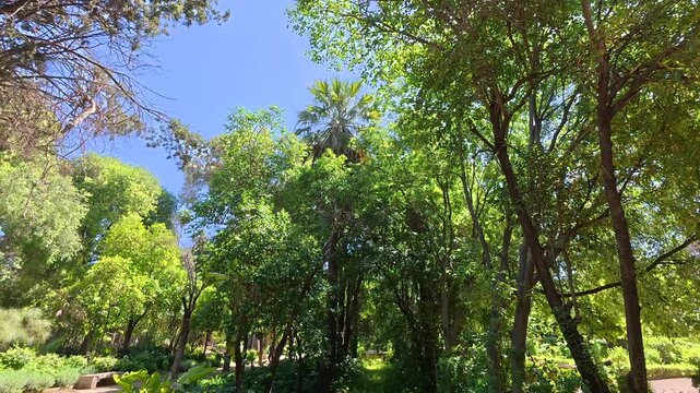 Orange Trees Jnan Sbil Gardens Fes Morocco 4K