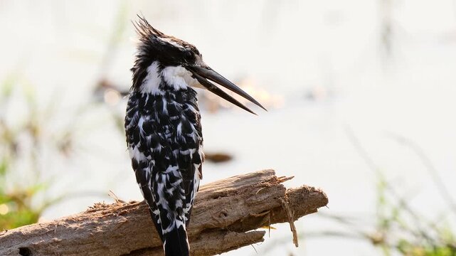 pied kingfisher resting on lookout, close 280
