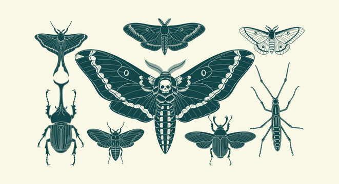 Antique Entomology Illustration Set Featuring Moths Beetles and Insects in Gothic Engraving Style