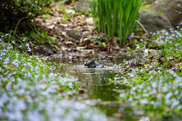 Fototapeta premium Japanese Tit (Parus minor) bathing in a stream with spring flowers series 9 of 14