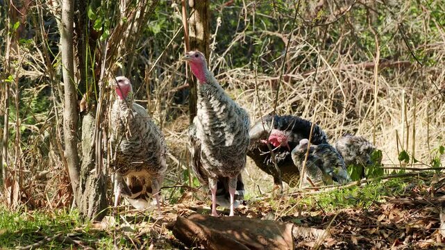 Countryside Scene with Turkeys and Natural Vegetation