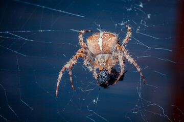 Close-up of a spider on its web with prey, showcasing intricate web patterns. © Letitia