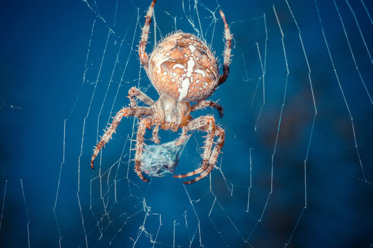 Close-up of a spider on its intricate web against a deep blue background.