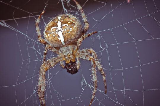 Close-up of a garden spider spinning a web, capturing its prey.