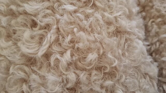 Close-up of fluffy faux fur or curly sheep wool in a neutral beige color. The warm and hairy texture is suitable for upholstery, cozy blankets, and autumnal interior themes. Natural organic pattern
