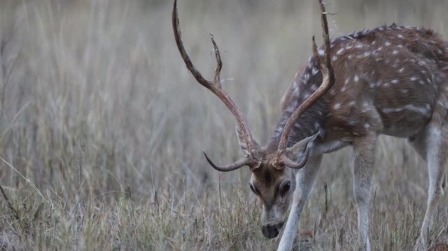 Spotted deer buck antler detail close-up, mature Indian chital stag grazing on tall dry meadow grass with three-tined antlers, Bandhavgarh National Park India, 4K UHD wildlife portrait footage