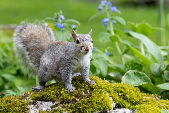 Cute, curious Grey squirrel (sciurus carolinensis) in british back garden, Yorkshire, UK in April