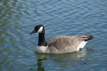 Obraz premium Canada Goose Swimming On Lake