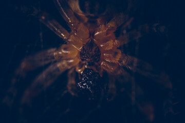 Close-up of a spider in dim light showcasing its intricate leg patterns and texture. © Letitia