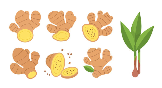 Ginger root illustration on white background