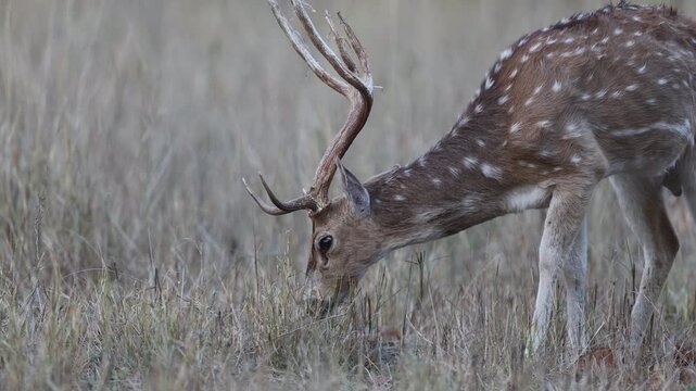 Chital stag side profile head-down feeding on golden grass, mature male Indian spotted deer with sharp antlers in dry meadow, Bandhavgarh National Park tiger reserve India, 4K wildlife B-roll