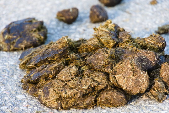 Horse manure on public street, documentary close-up