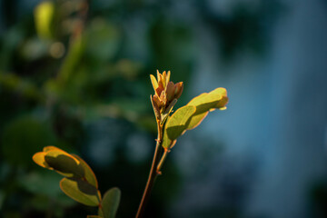A delicate young plant sprout illuminated by warm golden rim light against a blurred background of teal blue and forest green bokeh. Close-up, macro view showing texture and fresh growth. © Thanaphon