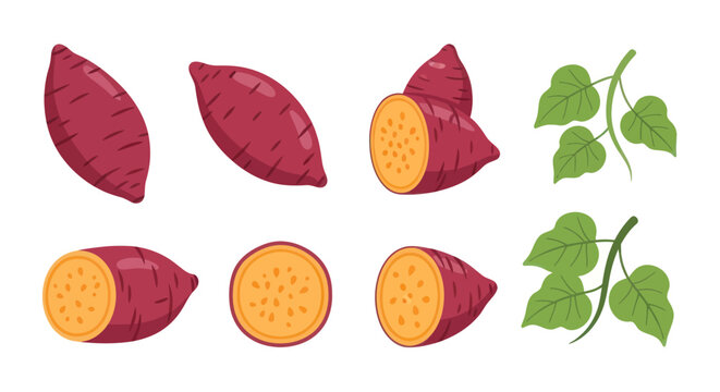Sweet potatoes vector illustration set