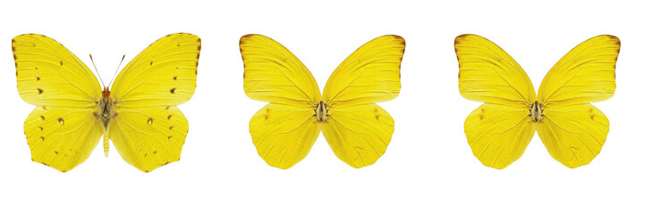 Bright yellow butterfly open wings insect isolated element transparent PNG © muhammad