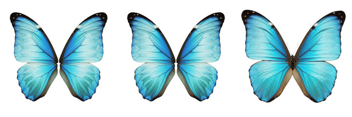 Beautiful blue butterfly wings pair isolated element transparent background PNG © muhammad
