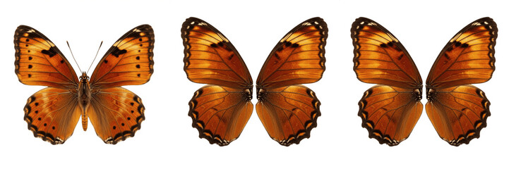 Open wings orange butterfly insect pair isolated element transparent PNG © muhammad