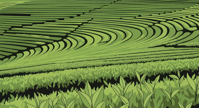 Vector illustration of a green tea plantation featuring terraced fields and curved rows. Fresh tea leaves in foreground with rhythmic agricultural patterns across rural hills.