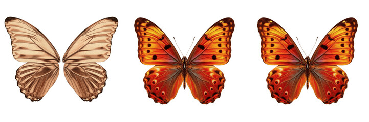 Vibrant orange monarch butterfly insect wings isolated element transparent PNG ( © muhammad