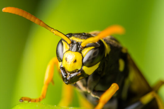 Close-up of a yellow and black wasp on a vibrant green leaf, showcasing detailed textures and colors.
