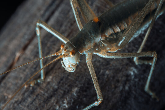 Close-up of a vibrant green katydid perched on a wooden surface, showcasing detailed textures and vivid colors.