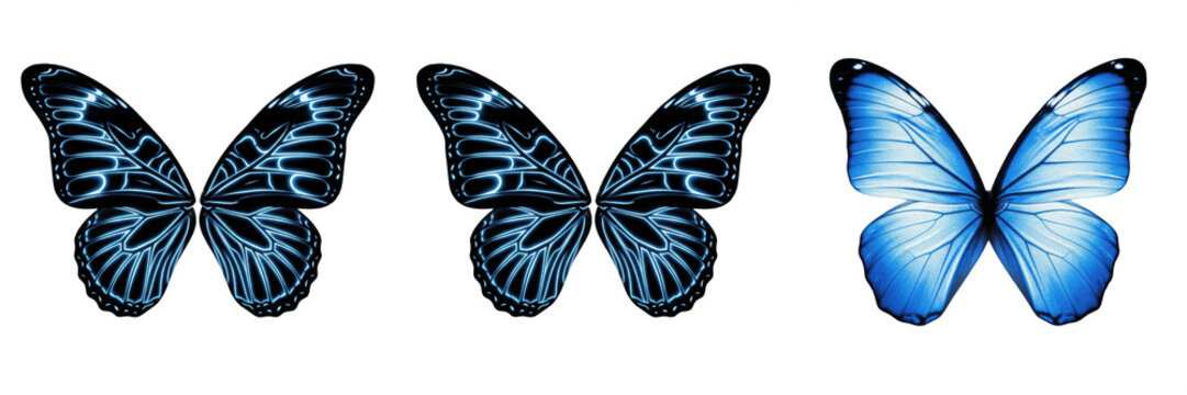 Rich cobalt blue butterfly with dark wing borders and delicate patterns isolated on transparent PNG background