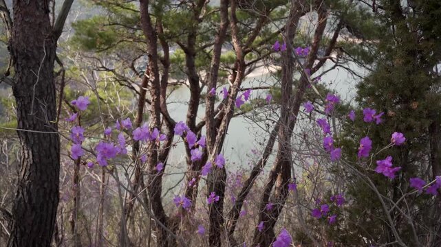 Pink Azalea flowers moving on wind outdoors in spring forest. Beauty in nature