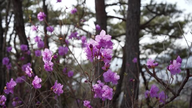 Pink Azalea flowers moving on wind outdoors in spring forest. Beauty in nature