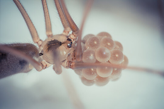 Close-up of a spider delicately cradling its egg sac, showcasing intricate details.