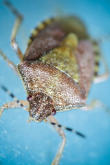 Obraz premium Close-up of a brown stink bug on a blue surface, highlighting its detailed texture and patterns.
