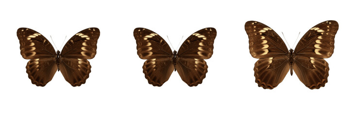 Rich dark chocolate butterfly with deep brown wing patterns isolated on transparent PNG background © muhammad