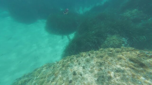 Underwater scenery with fish swimming over a seabed