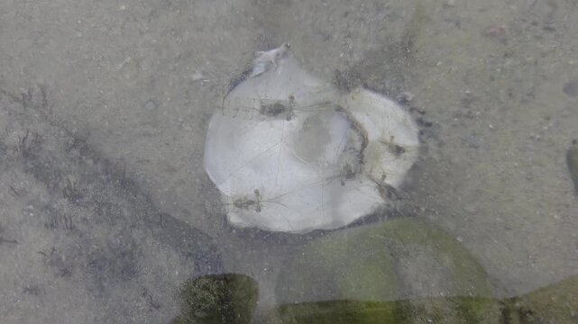 Top down slow motion tracking shot of transparent shrimp feeding on white shell in shallow tidal pool on sandy seafloor