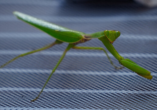 green praying mantis