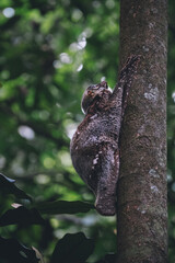 Fototapeta premium climbing a tree