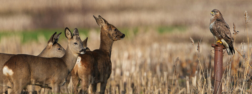 Rehe, M&auml;usebussard