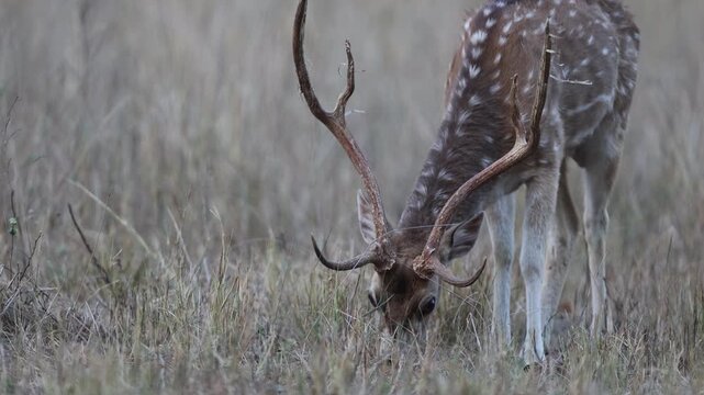 Long take B-roll of male chital spotted deer feeding in tall dry meadow grass, Indian axis deer with antlers at sunset golden hour, Bandhavgarh National Park tiger reserve, 4K UHD wildlife
