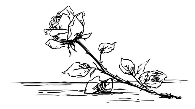 Single rose flower lying on the ground illustration, botanical floral line art engraving, romantic or mournful rose blossom drawing