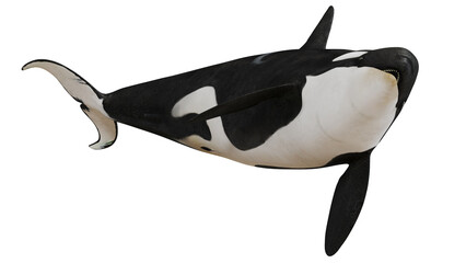 Majestic orca whale underwater. © Ilie