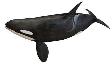 Orca swimming gracefully against a white background. © Ilie