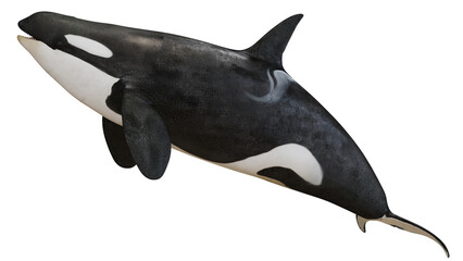 Majestic orca swimming gracefully underwater © Ilie