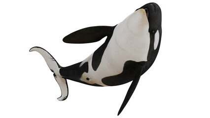Majestic orca whale swimming in a graceful pose. © Ilie