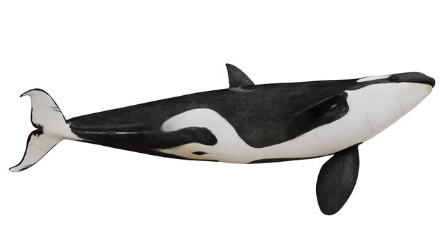 Orca whale model isolated on a white background.