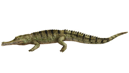 Naklejka premium Realistic crocodile isolated on white background.
