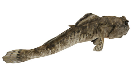 Obraz premium Realistic 3D illustration of a stonefish.