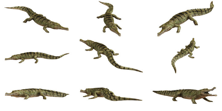 Set of crocodiles in various poses on white background.